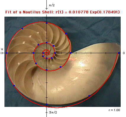  Nautilus Shell Fit 