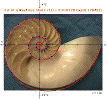 Nautilus Shell Fit